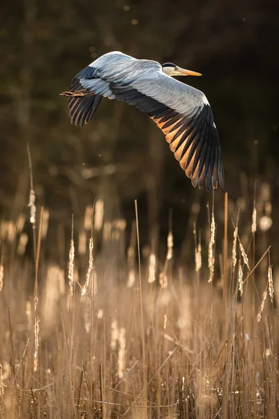 Garça-cinzenta (Ardea cinerea) - vida selvagem no seu habitat natural — Fotografia de Stock