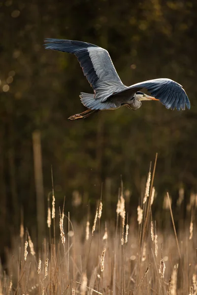 Garça-cinzenta (Ardea cinerea) - vida selvagem no seu habitat natural — Fotografia de Stock