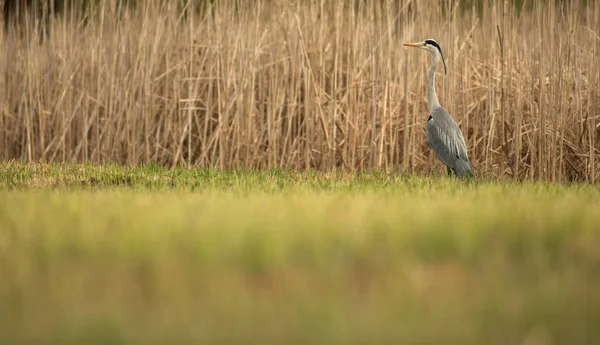 Szürke gitt (Ardea cinerea)-vadon élő állatok természetes élőhelyükön — Stock Fotó