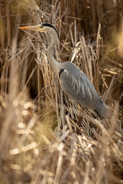 Garza gris (Ardea cinerea): vida silvestre en su hábitat natural — Foto de Stock