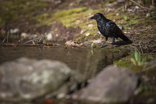 Corb comun (corvus corax ) — Fotografie, imagine de stoc