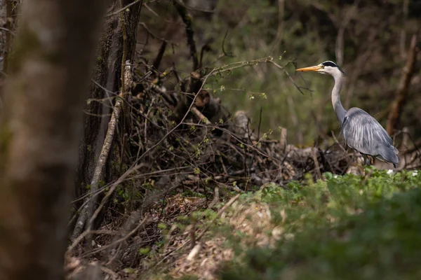 Szürke gitt (Ardea cinerea)-vadon élő állatok természetes élőhelyükön — Stock Fotó