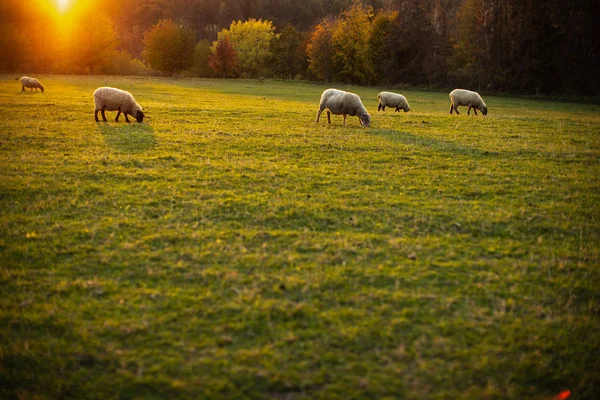 Ovelhas pastando em pastagens verdes exuberantes em luz quente da noite — Fotografia de Stock