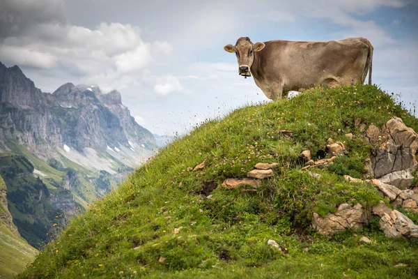 Braune Bergkühe grasen auf einer Berner Alm — Stockfoto