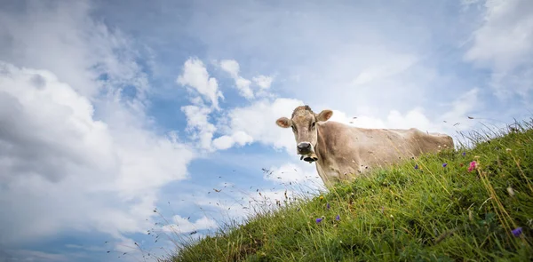 在伯尔尼人高山牧场上放牧的棕色山牛 — 图库照片