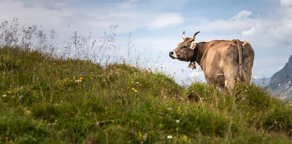 Barna hegyi tehenek legelő alpesi legelőn a Bernese — Stock Fotó