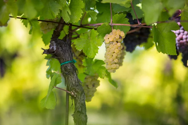 Rode wijndruiven in een wijngaard vlak voor de oogst — Stockfoto