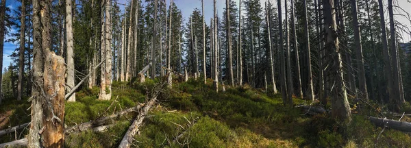 Panoramisch beeld van het Alpen woud. — Stockfoto