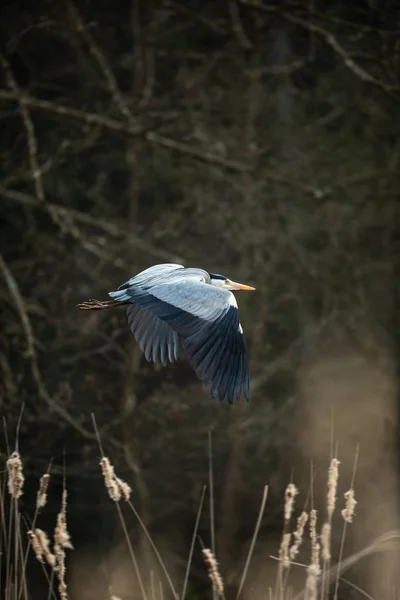 灰色苍鹭 (Ardea cinerea) 在可爱的傍晚灯光下飞行 - — 图库照片