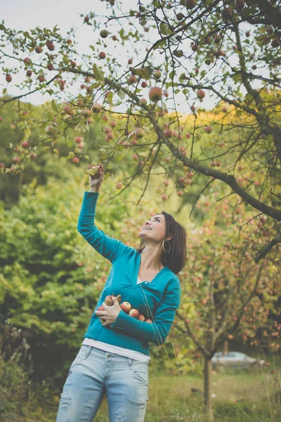 可爱的年轻女子在果园里摘苹果 — 图库照片