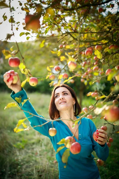 Bonito jovem mulher pegando maçãs em um pomar — Fotografia de Stock