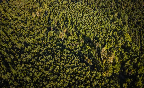 Vista aérea de árboles verdes de coníferas en un bosque en Suiza A — Foto de Stock