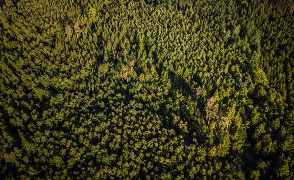 Vista aérea superior de árvores verdes coníferas em uma floresta na Suíça A — Fotografia de Stock