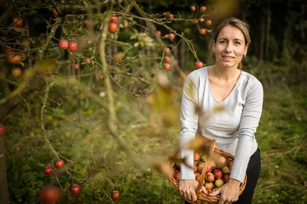 Medelålders kvinna plockar äpplen i hennes fruktträdgård — Stockfoto