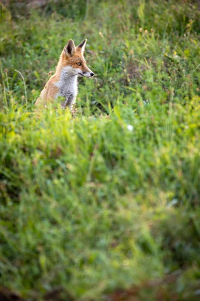 自然の生息地での赤いキツネ-野生動物の撮影 — ストック写真
