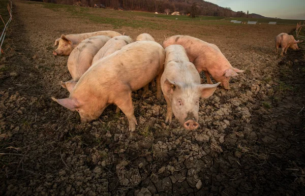Świnie jedzą na łące w organicznym gospodarstwie mięso-szeroki kąt len — Zdjęcie stockowe