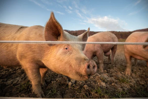 Suini che mangiano in un prato in un allevamento biologico di carne — Foto Stock