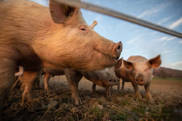 Świnie jedzą na łące w organicznym gospodarstwie mięso-szeroki kąt len — Zdjęcie stockowe