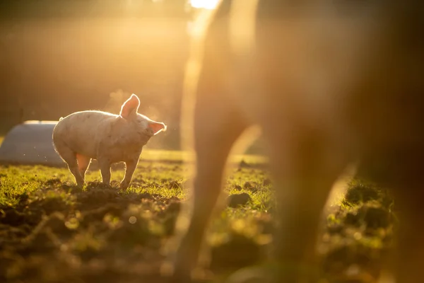 Domuzlar organik et çiftliğindeki bir çayırda yemek yiyor. — Stok fotoğraf