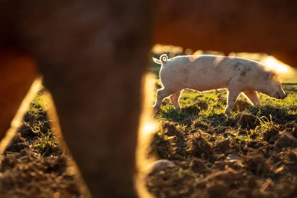 有機食肉農場の牧草地で食べる豚 — ストック写真