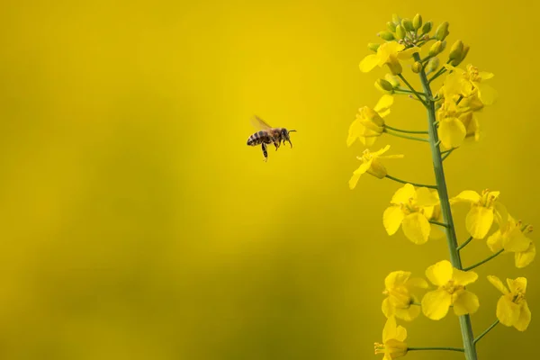 Méhecske gyűjti a nektárt a colza virágokból — Stock Fotó