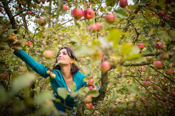 可爱的年轻女子在果园里摘苹果 — 图库照片