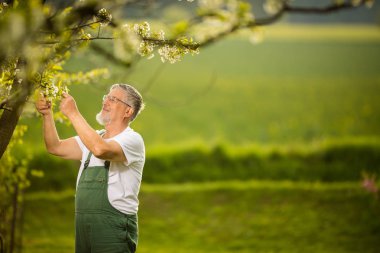 Bahçe, onun güzel orchad dikkat çekici üst düzey adam portresi