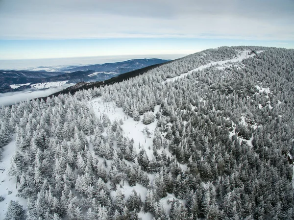 Vista aérea del bosque de invierno - árboles cubiertos de nieve —  Fotos de Stock