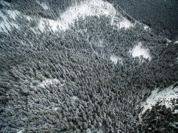 Luchtfoto van winter forest - bomen bedekt met sneeuw — Stockfoto