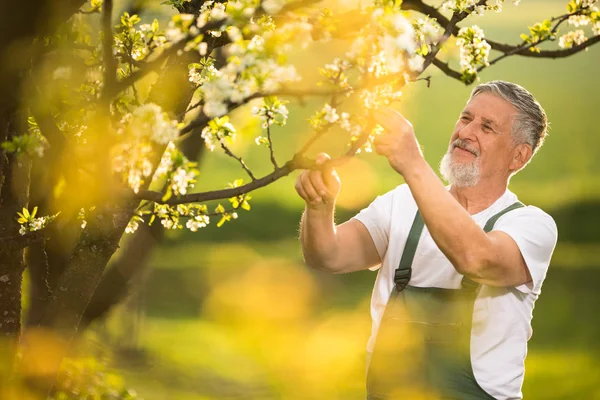 Porträt eines älteren Mannes bei der Gartenarbeit, der sich um seine schöne Orchidee kümmert — Stockfoto