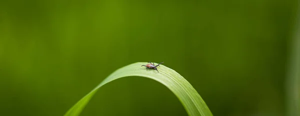 Kene (Ixodes ricinus) bir çim bıçak üzerinde kurbanı bekliyor — Stok fotoğraf