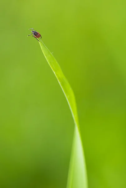 Tick (Ixodes ricinus) esperando a su víctima en una hoja de hierba — Foto de Stock