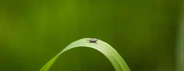 Tick (Ixodes ricinus) esperando a su víctima en una hoja de hierba — Foto de Stock