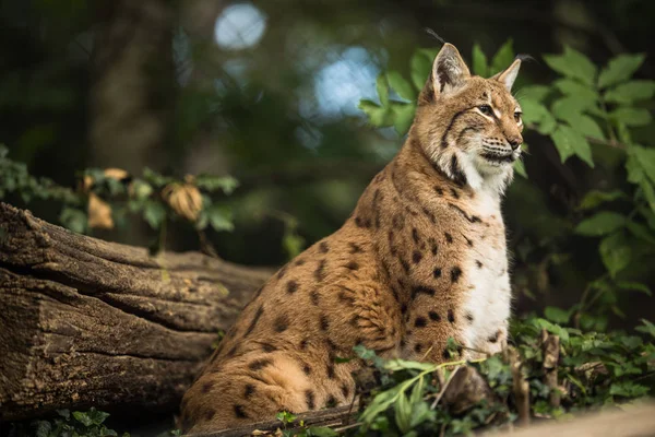 Євразійська рись (Lynx lynx)) — стокове фото
