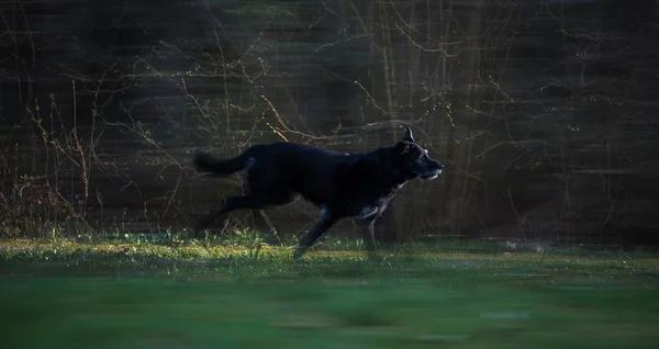 Cão preto correndo pelos bosques à noite — Fotografia de Stock