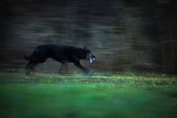 Schwarzer Hund läuft nachts durch Wald — Stockfoto