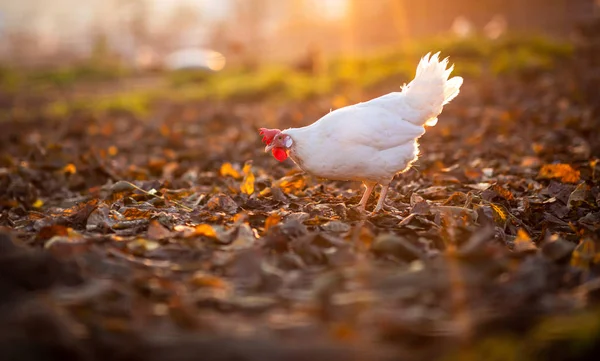 Gallina en un corral — Foto de Stock