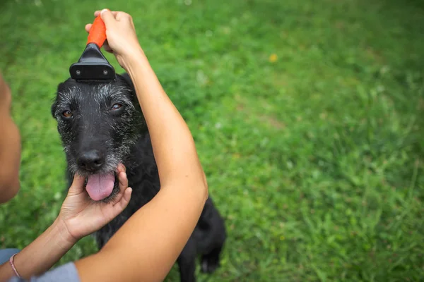 Jeune femme ombing out la fourrure de son chien dans un jardin — Photo