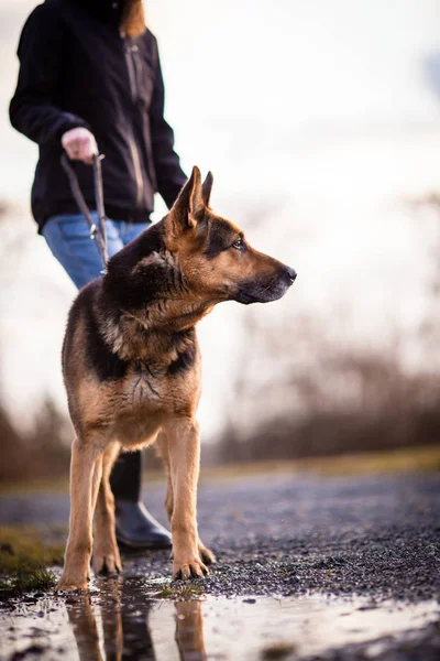 Майстер і її собака слухняним (німецька вівчарка) — стокове фото