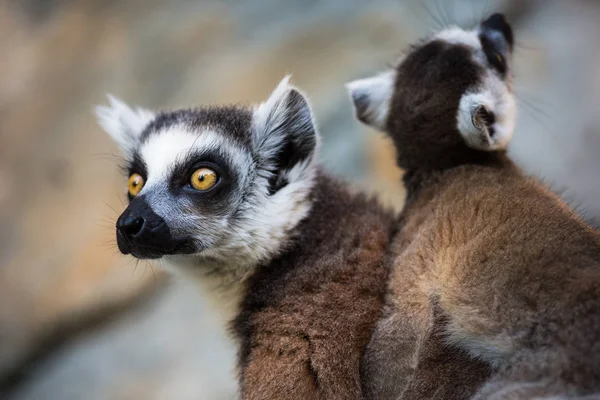 Lémur kata (Lemur catta ) — Foto de Stock