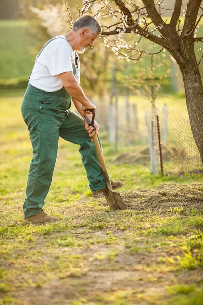 Ritratto di un bell'uomo anziano che fa giardinaggio nel suo giardino — Foto Stock