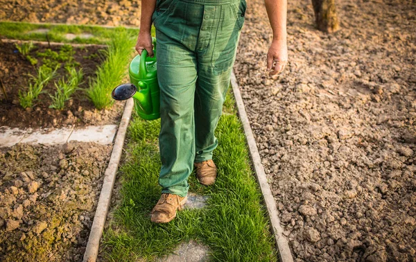 Uomo anziano giardinaggio nel suo giardino, in una bella giornata di primavera — Foto Stock