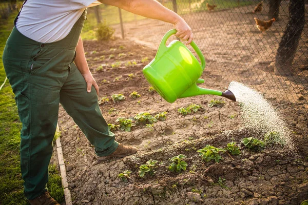 Porträt eines gutaussehenden älteren Mannes, der in seinem Garten gärtnert — Stockfoto