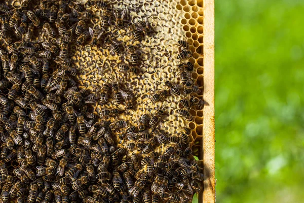 Macro shot di api che sciamano su un favo — Foto Stock