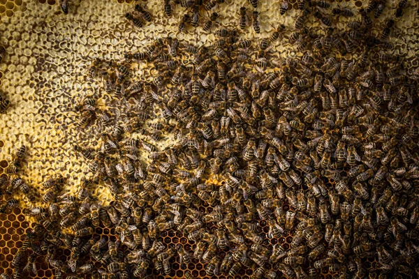 Macro shot of bees swarming on a honeycomb — Stock Photo, Image