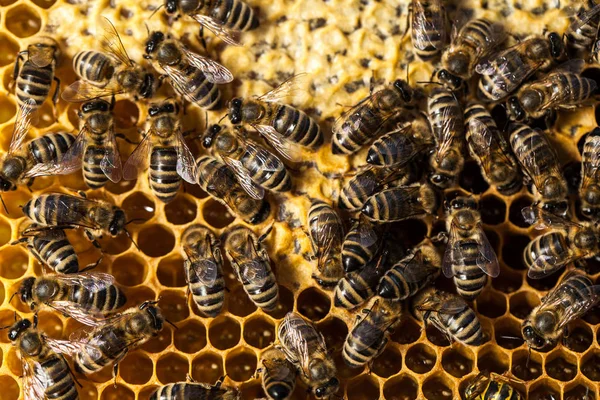 Макро-снимок пчел, роящихся в сотах — стоковое фото