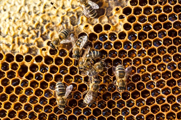 Arılara petek üzerinde kaynıyor makro çekim — Stok fotoğraf