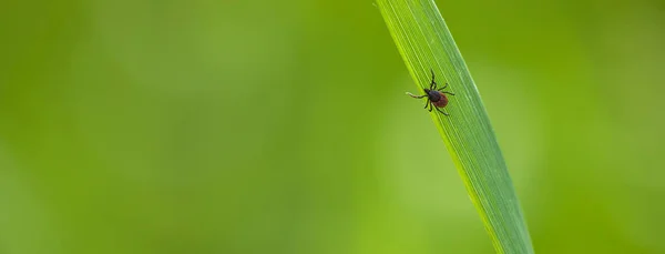 Kene (Ixodes ricinus) bir çim bıçak üzerinde kurbanı bekliyor — Stok fotoğraf