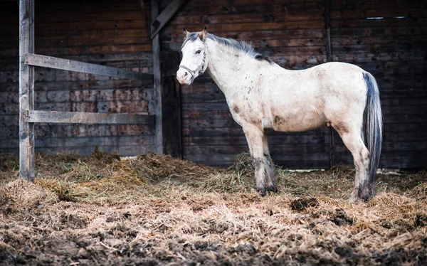 Лошадь на конюшне — стоковое фото