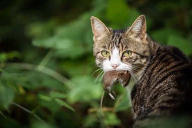 Ağzında bir fare ile kedi avcısı